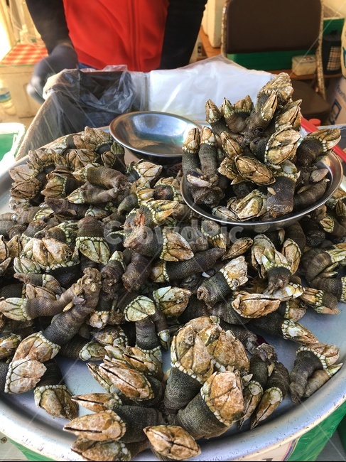 거북손,바다음식,food,바다요리,찜요리,음식,식재료,요리,food,cook,meal,dishes,food reserves