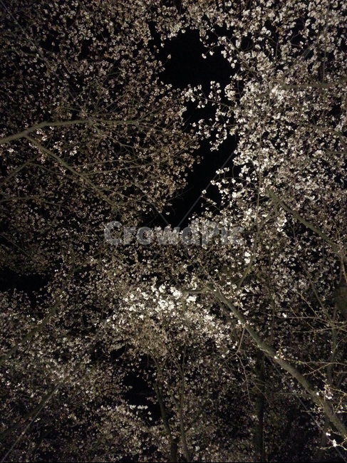 벚꽃,저녁,자연,tree,팝콘,쏟아져내리는,눈꽃
