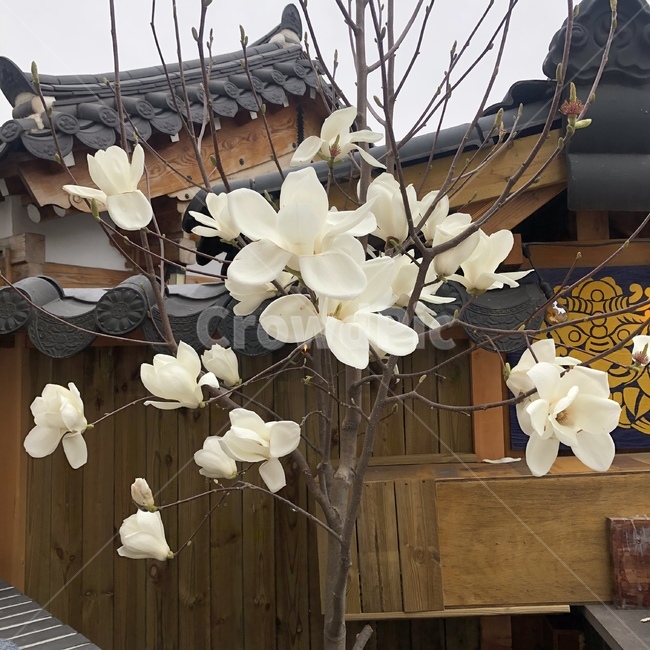 목련,꽃,봄,나무,flower