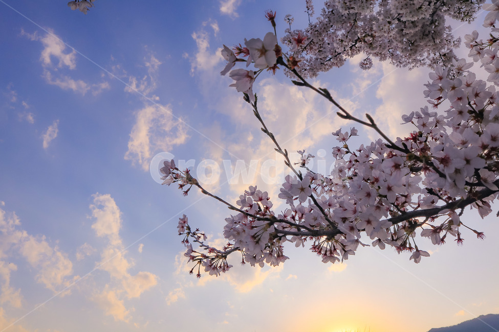 하늘,구름,풍경,자연,노을,벛꽃,꽃,나무,봄,봄,계절,spring,season,자연,풍경,nature,landscape,식물,plants,꽃,flower,plant,blossom