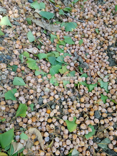 식물,plant,열매,fruit,은행,과일,열매,fruit