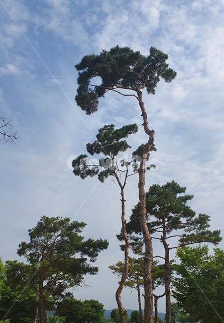 tree,나무,식물,나무줄기,plant,식물,자연,plants,nature,나무,trees,wood