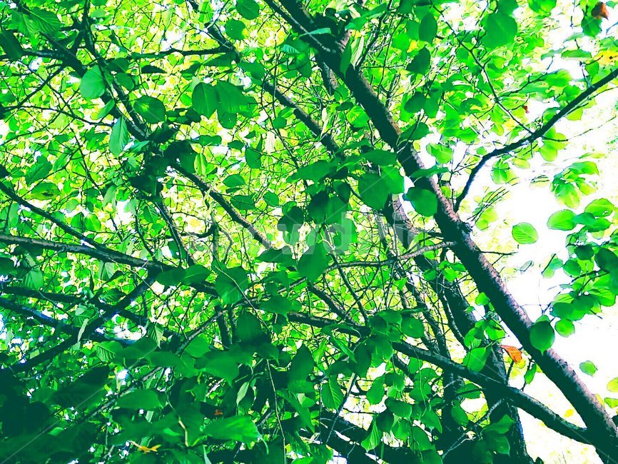 풍경,자연,나무,나뭇잎,여름,푸릇푸릇,초록,초록색,힐링,식물,자연,plants,nature