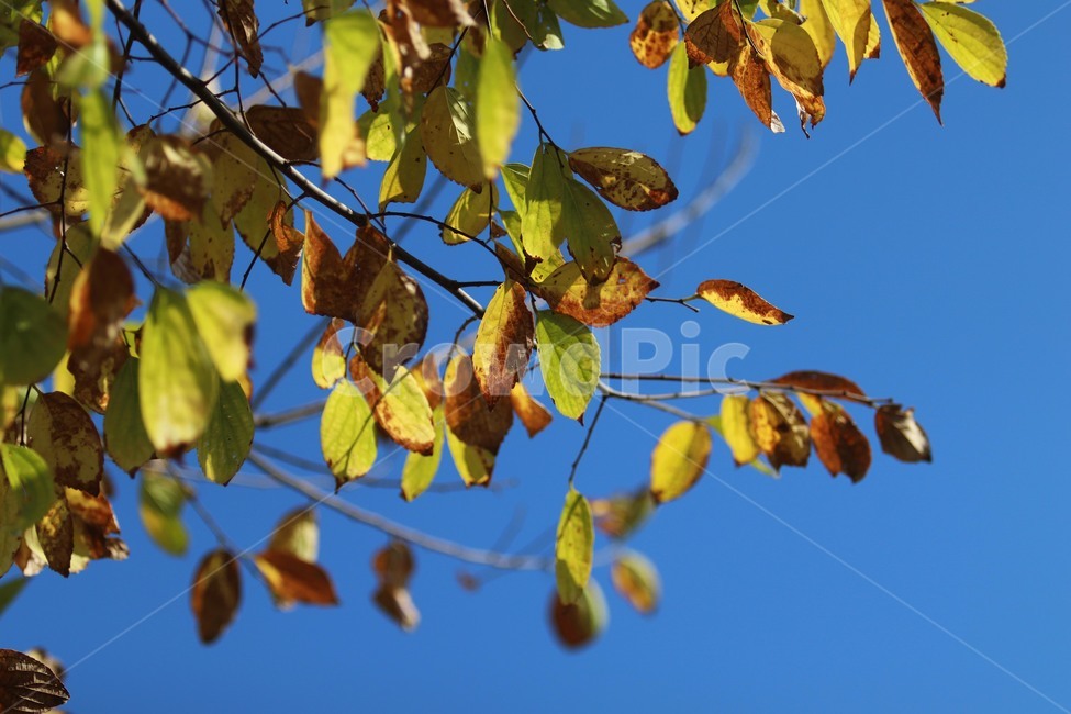 leaf,잎,plant,식물,나무,가을,계절,fall,autumn,season,tree