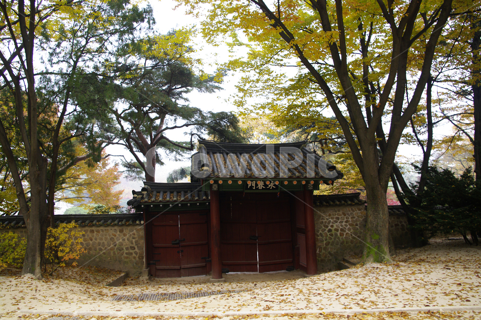창덕궁후원,고궁,건축,전통건축,traditional,전통,가을,fall,나무,식물,plant,단풍,낙엽,가을,계절,fall,autumn,season,한국전통,한국문화,korean traditional,korean culture,outdoors,옥외,nature,자연,rural,농촌,building,건물