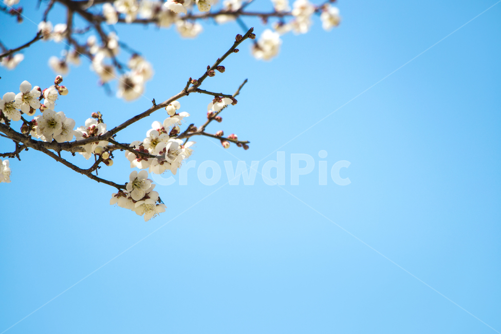 매화,하늘,봄,나들이,배경,계절,꽃,자연,식물,한국,봄,계절,spring,season,식물,자연,plants,nature,꽃,flower,plant