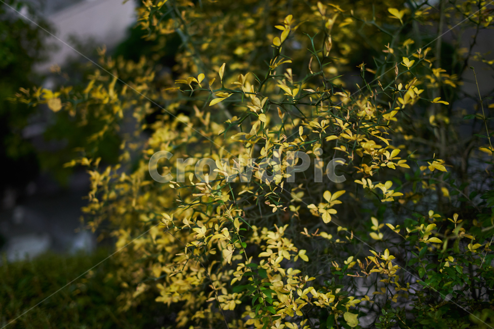 가시,나무,꽃,밤,flower,tree,night,green,yellow,야경,밤,풍경,nightscape,night,landscape,식물,자연,plants,nature
