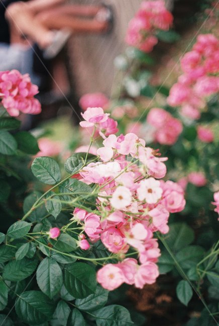 장미,꽃,장미축제,안양,서울공원,감성,감성사진,필름,필름사진,flower,rose,leaf,film
