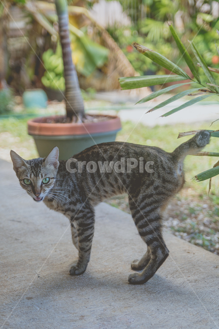 고양이,동물,반려묘,애완동물,cat,동물,animal,포유류,mammal,고양이,cat,kitten,kitty