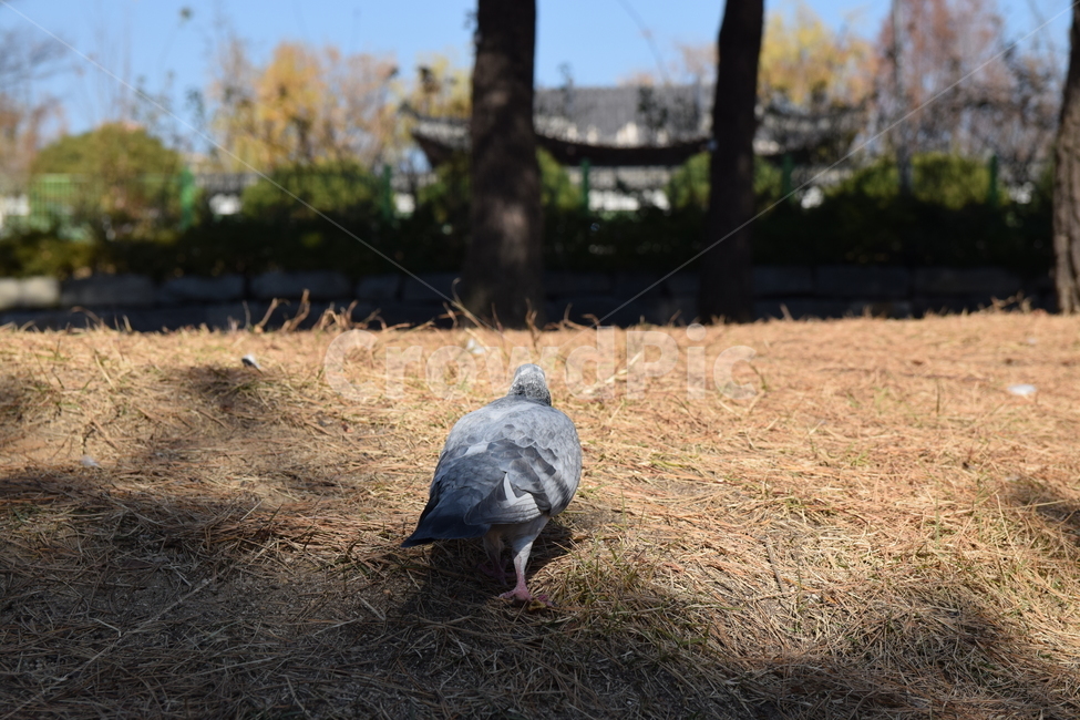 비둘기,조류,새,버드,뒷모습,쓸슬한,bird,pigeon,동물,animal,조류,새,birds