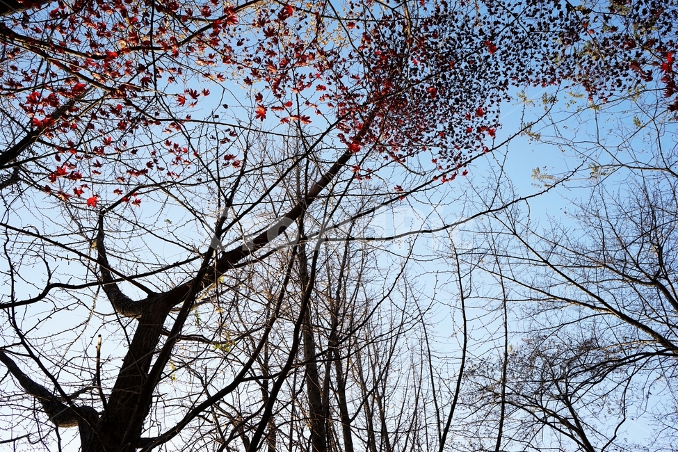 가을,단풍,단풍나무,붉은색,자연가을,화려함,가을풍경,autumn,fall,autumnleaves,plant,nature,계절,나무,븕은색,maple,red,season,colorful,느낌,감성,trees,branches,울긋불긋,자연autumn,mapletree,가을,계절,fall,autumn,season,식물,자연,plants,nature,나무,trees,wood,tree