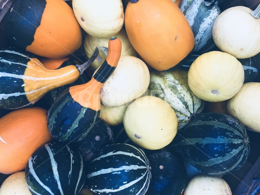 호박,컬러,못생김,미운,가을,펌킨,음식,자연식,유기농,식물,먹거리,자연색,pumpkin,zucchini,다양한,다양성,fall,autumn,계절,vivid,various,food,organic,color,green