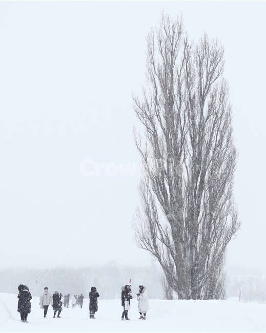 나무,tree,겨울,winter,하늘,sky,배경,landscape,자연,nature,일본,japan,훗카이도,hokkaido,삿포로,sapporo,비에이,biei,눈,snow,사람들,people,큰나무,높은나무,겨울,계절,winter,season,자연,풍경,nature,landscape,식물,plants,나무,trees,wood,사람들,대중,군중,other people,crowd,outdoors,옥외,storm,폭풍,blizzard,눈보라