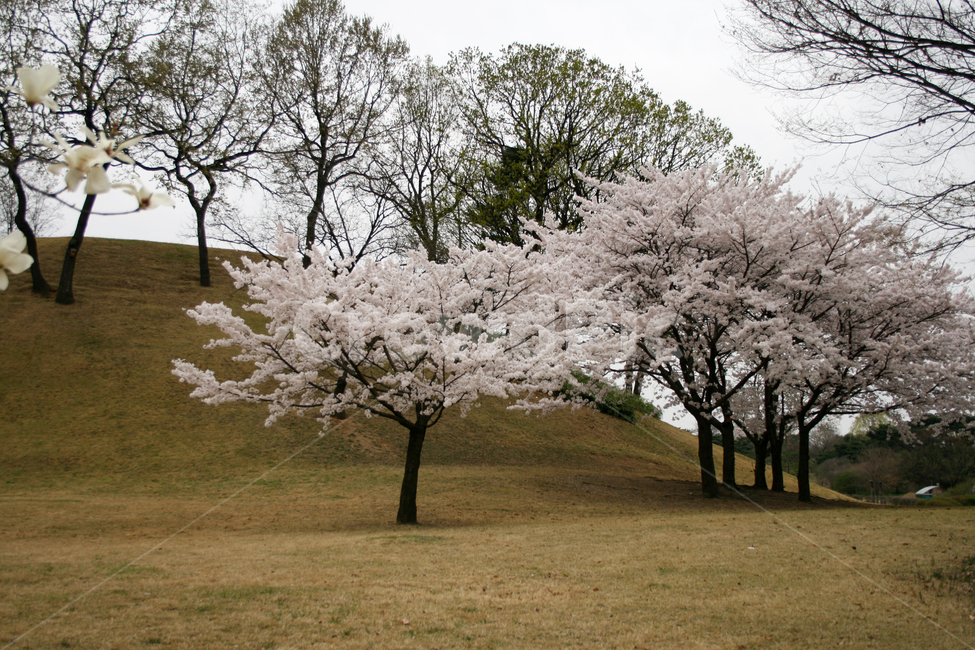 벚꽃,산책,봄,봄날,감성,spring,flower,풍경,식물,새싹,잎,초록,꽃,분홍색,하얀,흰색,white,봄,계절,spring,season,자연,풍경,nature,landscape,식물,plants,나무,trees,wood,plant