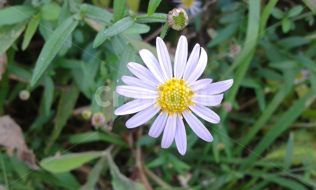 plant,식물,blossom,꽃,daisy,식물,자연,plants,nature