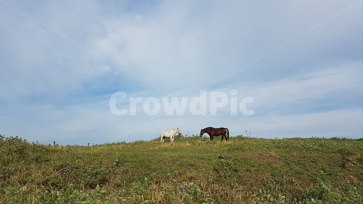 초원,목초지,자연,field,말