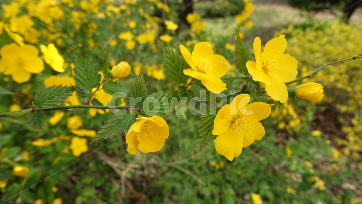 노란색,꽃,노란꽃,노란식물,자연,식물,자연,plants,nature,꽃,flower