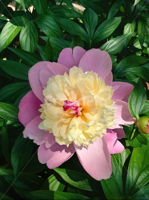 작약,peonyroot,여러해살이풀,식물,꽃