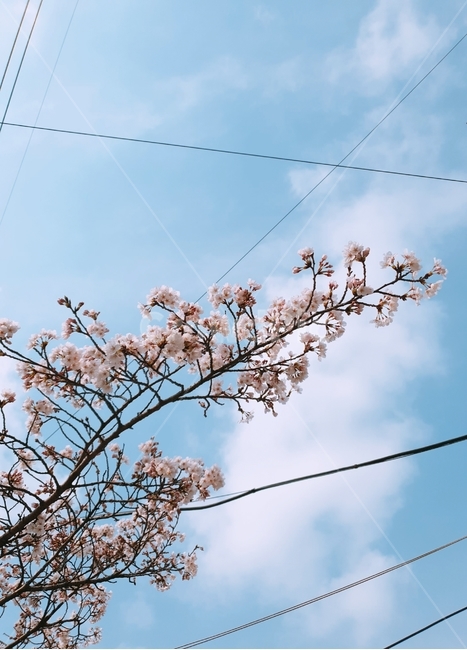 벚꽃,꽃,봄,벚꽃나무,하늘,봄,계절,spring,season,plant,식물