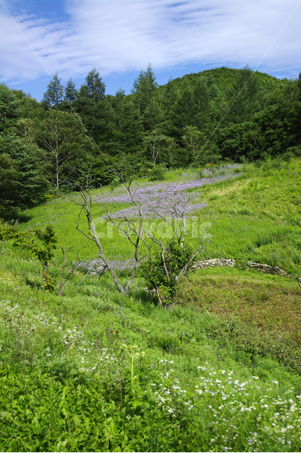풍경,하늘,꽃밭,나무,고원,식물,자연,풍경,nature,landscape,tree,plant,fir,전나무,grassland,목초지,outdoors,옥외,field,들