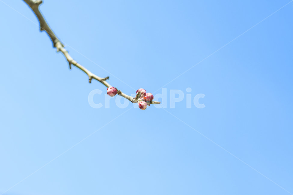 식물,매화,하늘,봄소식,새싹,작은,꽃,가지,분홍색,봉오리,식물,자연,plants,nature