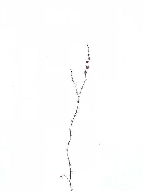 식물,담벼락,담쟁이덩굴,심플,감성,색채대비,모던,담장,영감,식물,자연,plants,nature,누끼,remove background