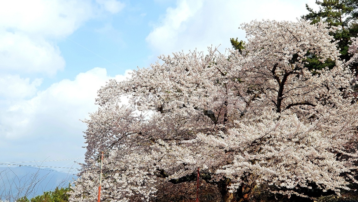 벚꽃,봄,절,사원,하늘,풍경,벚꽃나무,봄,계절,spring,season,plant,식물