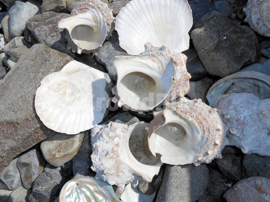 조개,sealife,해양생물,animal,invertebrate,소라,자연보호,소라고동,수산물,해산물,fishery products,seafood