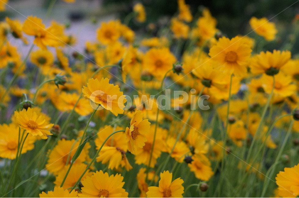 금계국,노랑,풍경,5월,꽃,식물,자연,plants,nature,꽃,flower