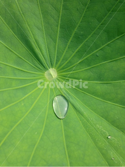 꽃,식물,연잎,연꽃,물방울,자연,nature,식물,자연,plants,nature