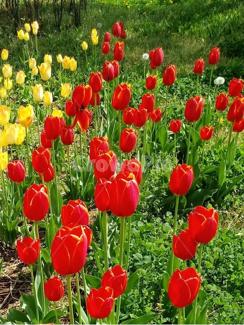 tulip,백합과,구근초,여러해살이화초,꽃,튤립,봄,식물,자연,springseasonflower