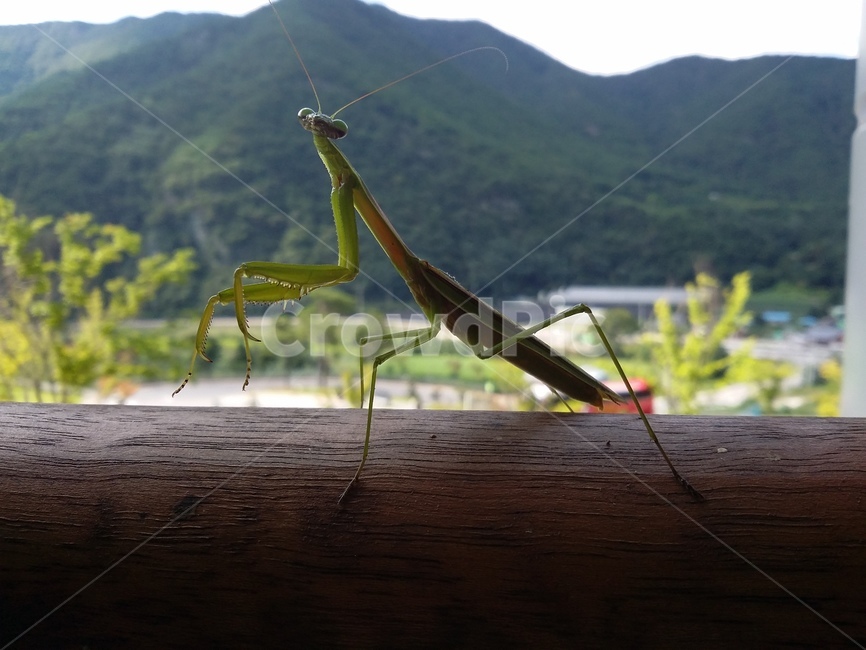 사마귀,동물,곤충,자연,insect,동물,animal,곤충,벌레,insect,bug