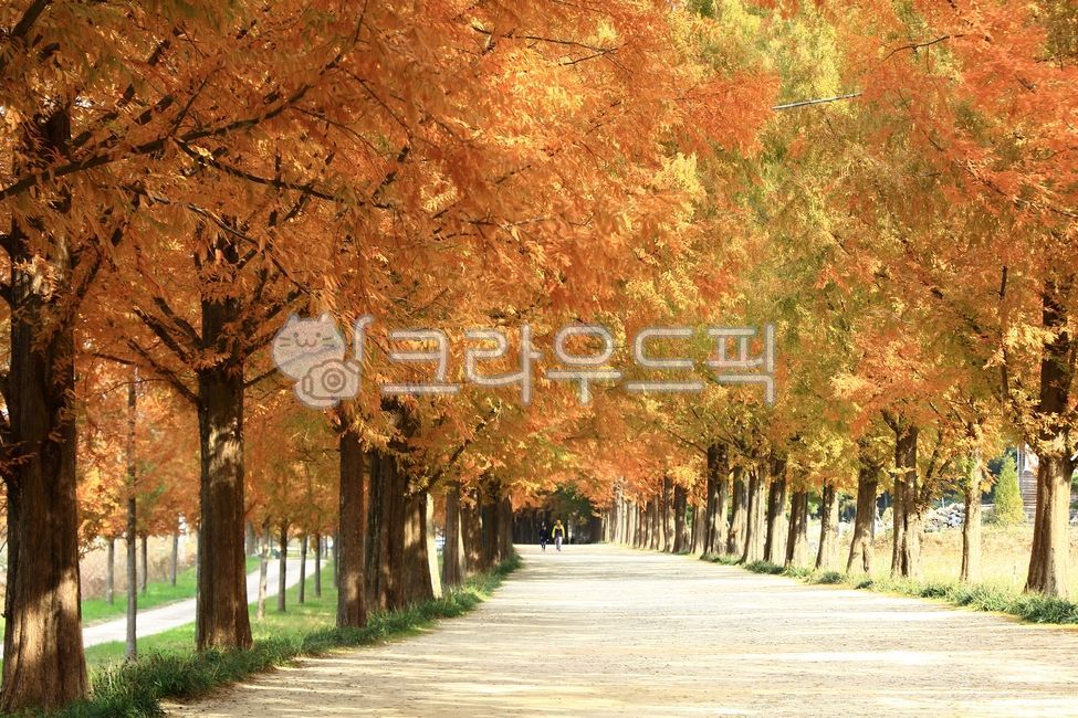 가을,가을단풍,가을풍경,아름다움,자연풍경,자연,풍경,옥외,leaf,잎,tree,나무,메타세쿼이아,가로수,길,담양메타길