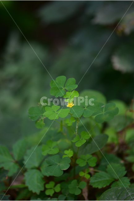 선괭이밥,야생화,생태,식물,자연,꽃,힐링,플라워,wildflower,flower,plants,nature,season,감성,느낌,emotion,feeling,초본,식물,자연,plants,nature,꽃,flower