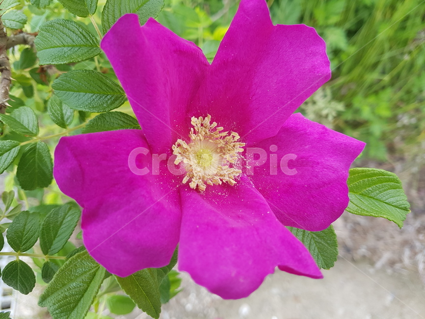 해당화,식물,flower,꽃,야생화,꽃나무