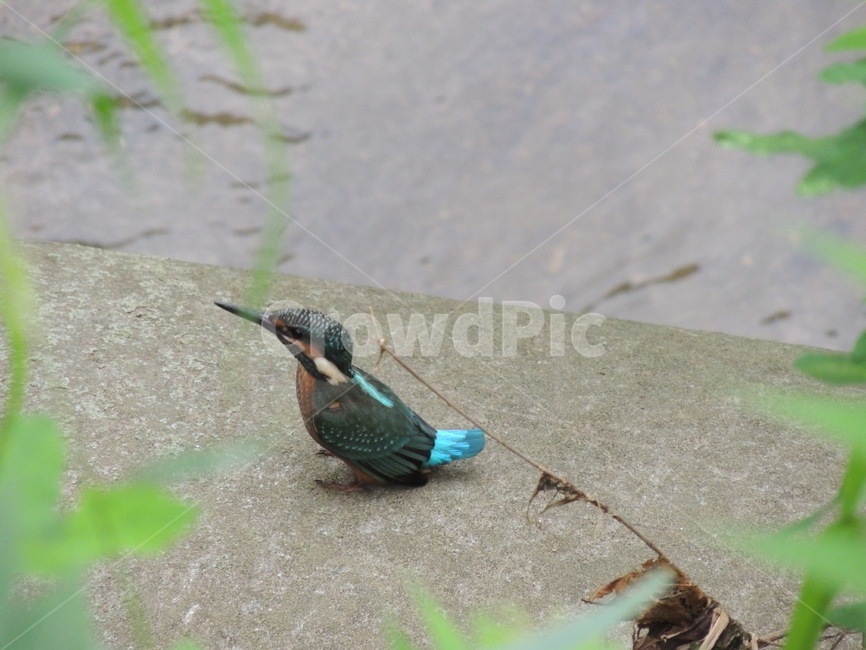 자연,물총새,새,파란색,bird,animal,조류,새,birds