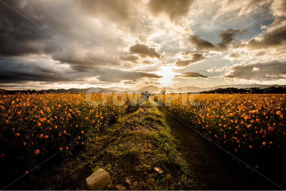 노을,풍경,들판,코스모스,하늘,경주,구름,자연,풍경,nature,landscape,식물,plants,꽃,flower,grassland,목초지,field,들,outdoors,옥외,rural,농촌,farm,농장,meadow