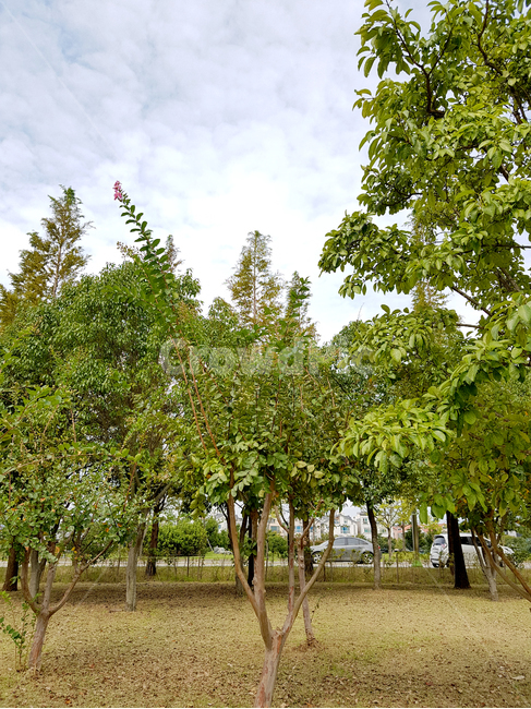 tree,나무,plant,식물,자연,공원,가을,기울어진,자연,풍경,nature,landscape