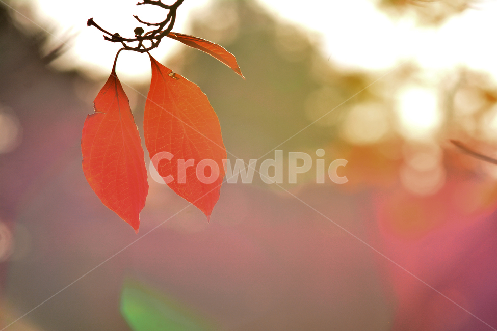 atmosphere,Bench,regret,the last leaf,Maple leaf,fallen leaves,fall,autumn mood,season,autumn leaves,Emotion,bokeh of light,Phil,sensible,Maple,November,autumn afternoon,wooden chair,feeling,leaf,Autumn feeling,emotion,background,fall day,plant,bokeh,octo