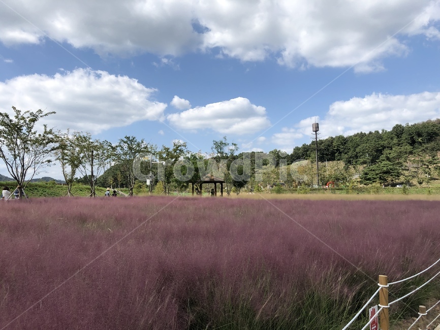 핑크뮬리,꽃,꽃축제,하늘,구름,자연,자연,풍경,nature,landscape,outdoors,옥외
