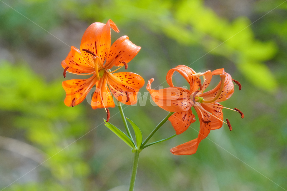 꽃,자연,접사,녹색,힐링,신선함,배경화면,안식처,season,plants,nature,flower,sensible,feeling,색깔,색상,색채,색감,colorsense,colorsensitivity,feelingofcolor,감성,평온함,느낌,휴식
