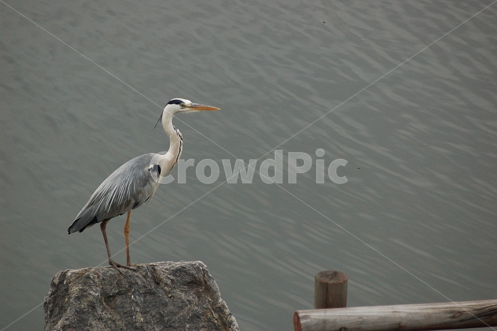 새,조류,왜가리,자연,동물,야생,animal,bird,nature,동물,animal,조류,새,birds