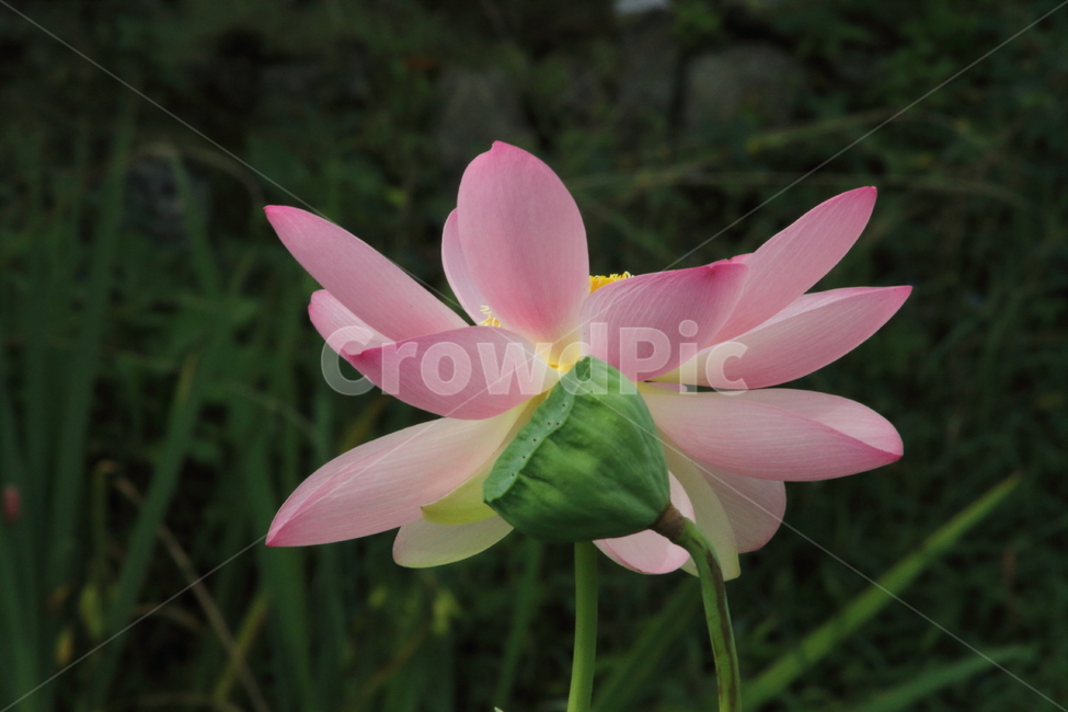 연,연꽃,꽃,식물,lotus,식물,자연,plants,nature,꽃,flower