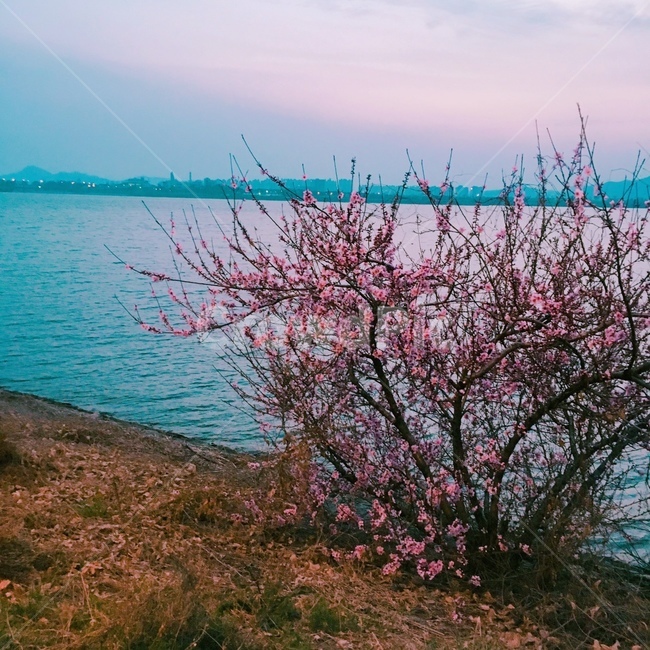 풍경,나무,강,꽃,벚꽃,봄,계절,spring,season,자연,풍경,nature,landscape,water,물,outdoors,옥외