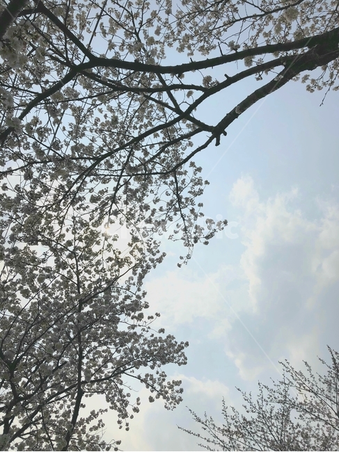 벚꽃,하늘,나무,구름,자연,봄,계절,spring,season,자연,풍경,nature,landscape,tree,plant,식물,tree trunk,나무 줄기