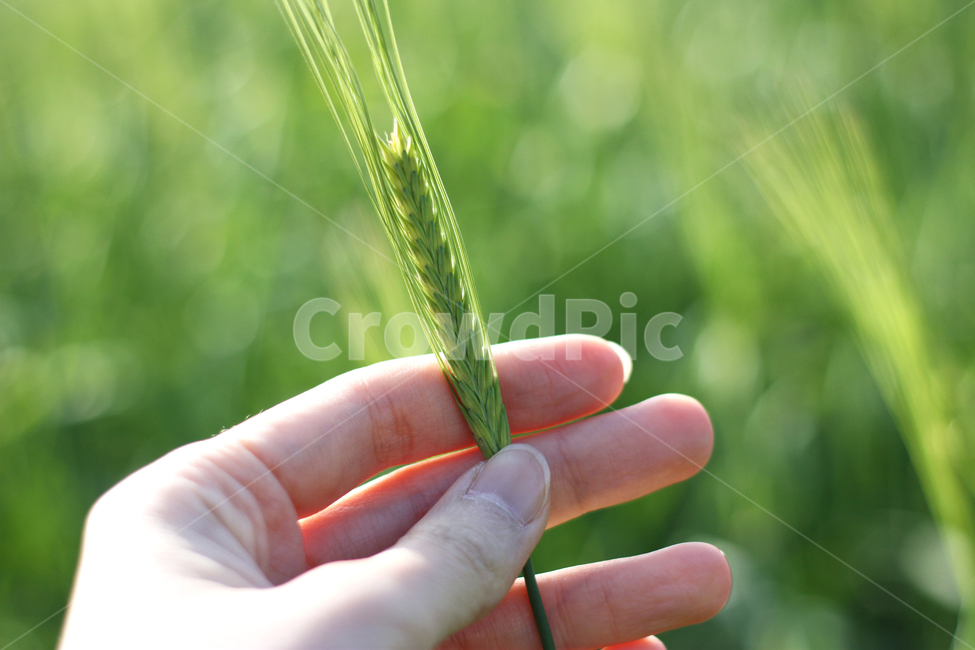 갈대밭,밭,자연,보리밭,natural,가을,손,사람,보리녹차밭,녹차,초록색,natral,greantea,leaf,잎사귀,농촌,계절,이미지,한국,녹색,green,nature,landscape,풍경,시골,지방,지역,background,동양,아시아,asia,보성,전라도,신비,배경,경치,푸르른,농사,초원,필드,여행,관광,한국자연풍경,한국자연경관,korea,landscape식물,plantstreeswood,industryindustrial,농업,차,찻잎,유기농,내음,차밭,식물,plant,깨끗한,항산화,광합성,푸른빛,생태