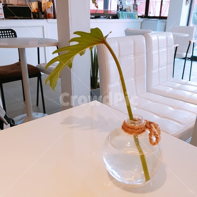 화분,인테리어,소품,카페소품,인테리어소품,실내용화초,화분,화초,house plant