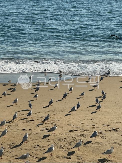 바다,해변,갈매기,바닷가,파도,해운대해수욕장,해운대바다,모래사장,beach,wave