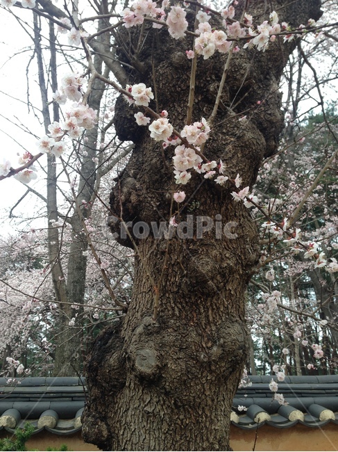 허난설헌생가,허난설헌,허균생가,허균,목조건축,고택,건축,한옥,담장,벚꽃,강릉,대한민국,한국,heonanseolheonsbirthplace,heonanseolheon,heogyunsbirthplace,heogyun,woodenarchitecture,oldhouse,architecture,hanok,wall,cherryblossoms,gangneung,republicofkorea,southkorea,한국전통,한국문화,korean traditional,korean culture,식물,자연,plants,nature,꽃,flower,나무,trees,wood,건축물,건물외관,exterior,building,structure,architecture,construction