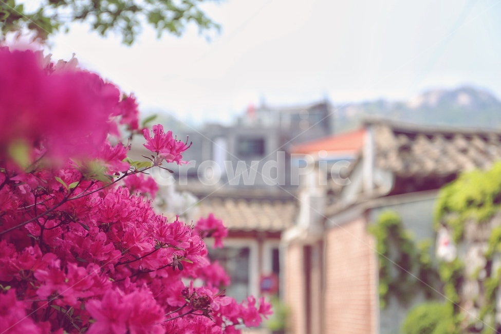 연산홍,꽃,서울,맑음,풍경,봄,계절,spring,season,식물,자연,plants,nature,꽃,flower,plant,blossom